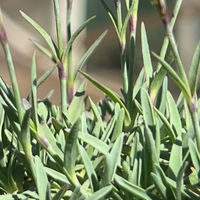 Dianthus 'La Bourboule'